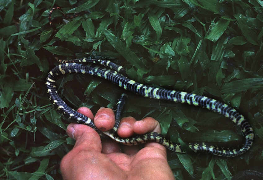 Siphlophis cervinus soort zijn kleurvariëteiten mogelijk. In de lectuur (J.R. Dixon en M. Emsley) vinden we dorsaal de kleurcombinatie zwart en rood in plaats van zwart en wit. Een dia van dr. M.S.