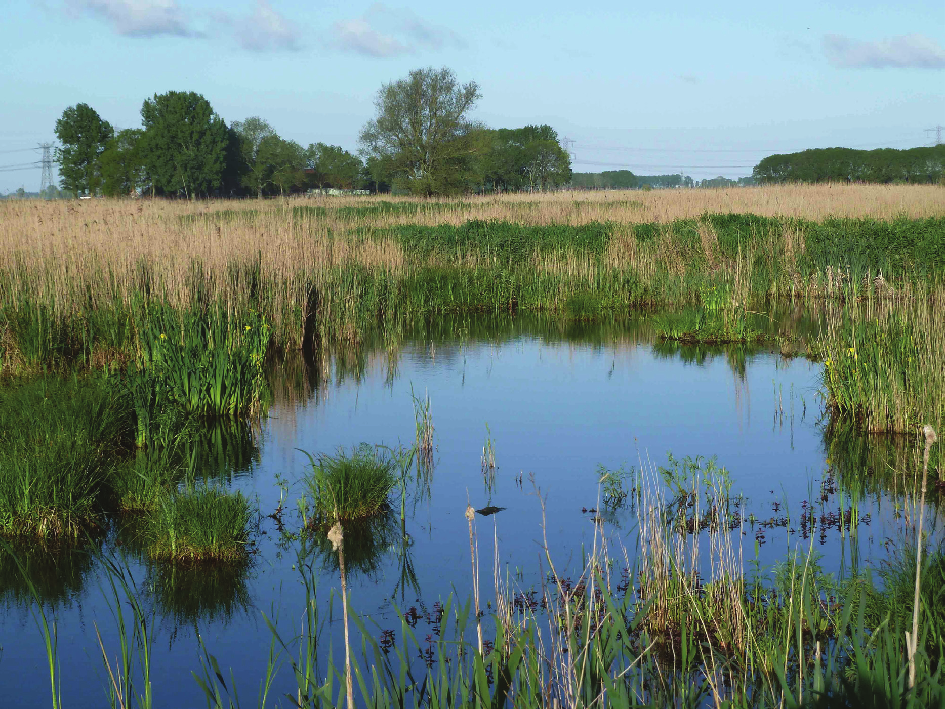 Sovon-rapport 2015/29 Rietherstel in afgeplagde plagstroken in vak 6, 21 mei 2015. kritische moerasvogels verwacht.