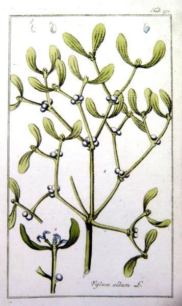 MARETAK KENMERKEN Soortgroep Hoofdbiotoop Uiterlijke kenmerken Santalaceae (sandelhoutfamillie) Zonnige plekken, op loofbomen op kalkrijke zand- en mergelgrond, groeit vaak op appel, Canada populier,