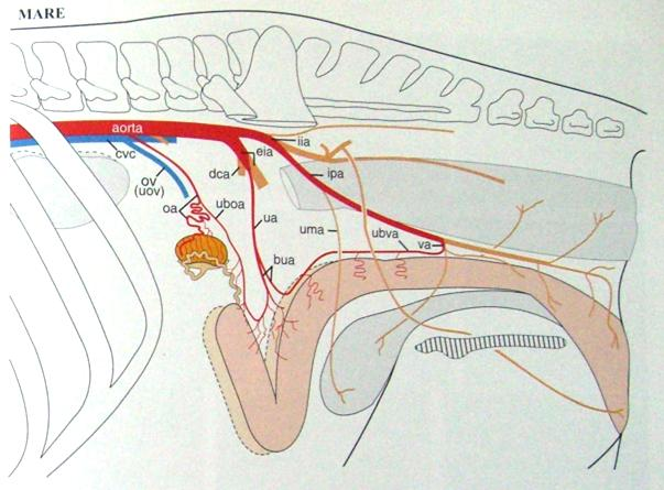 II. VASCULARISATIE VAN HET CORPUS LUTEUM TIJDENS DE CYCLUS 1. Doorbloeding van de ovaria De ovariële arterie (figuur 7) is een vertakking van de oarta abdominalis en splitst in twee delen.