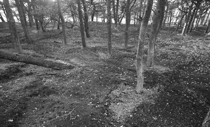 Tabel 1. Overzicht van territoria (inclusief nesten), nesten en broedsucces van roofvogels en uilen in de Amsterdamse Waterleidingduinen (3400 ha, waarvan 600 ha bos) in 2015.