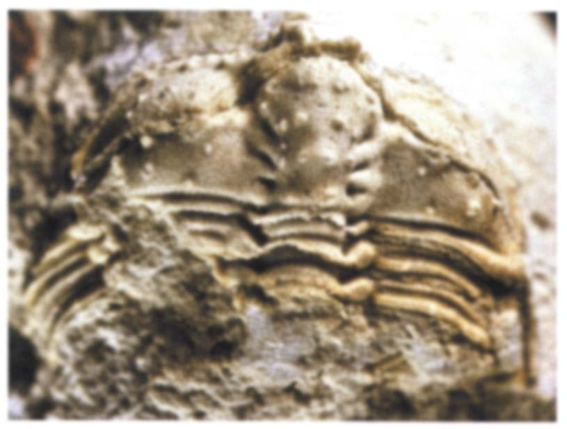Afb. 5. Atractopyge sp., De herkomst is onbekend, maar de fossielen vertonen veel overeenpygidium. Lengte 10 mm. komst met de fauna van Noord-Estland.