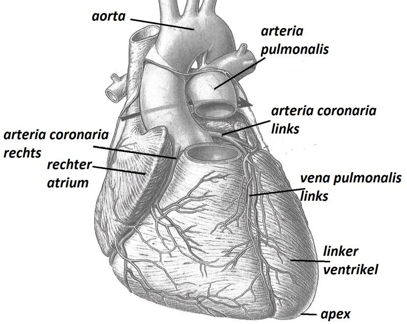 HOOFDSTUK 6: ANATOMIE VAN HART EN BLOEDVATEN 1.1 Het hart (Cor) Dit bezet, letterlijk en figuurlijk een centrale plaats in ons lichaam.