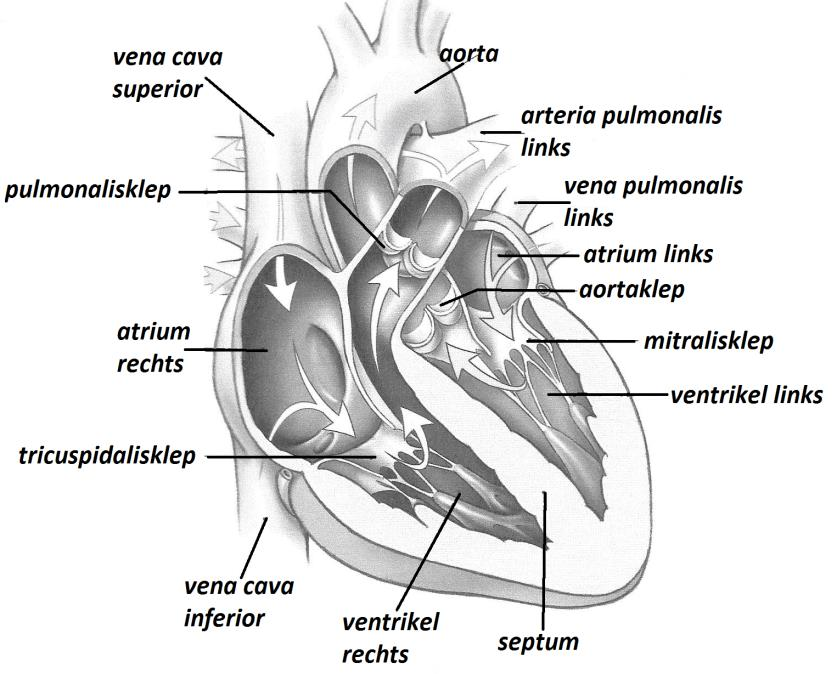 Links een tekening van de binnenzijde van het hart. We vinden hierin terug: De scheiding links rechts. De scheiding boven onder. De vier kleppen.