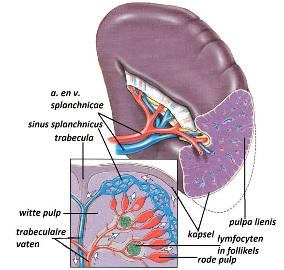 De milt (lién of splen) Een speciaal orgaan in ons lichaam is wel de milt.