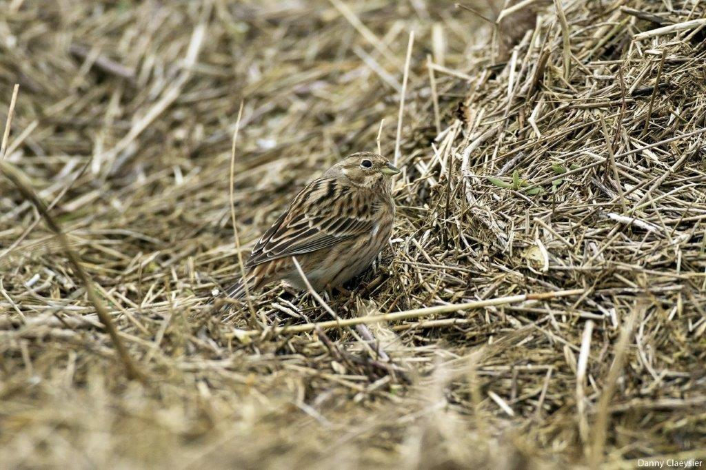 Na een soepje of uitsmijter bij onze vrienden van de Vriendschap vertrokken we richting Wilhelminapolder waar een Witkopgors de voorbije dagen werd gezien.