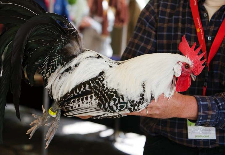 Presidia producenten groepen Brandrode Rund Lakenvelder Rund Limburgse Traditionele Appelstroop Texelse Schapenkaas Drentse