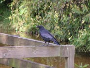 St.Hubert naar Escharen. Met de klok rond: Holle eik Zwam Mill Zwarte kraai, Corvus corone corone Dummy kazemat.? We lopen Mill in.