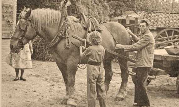 Londerzeel - Streektaal en gezegden 1. Een paard inspannen William Van Hemelrijck Vijftig jaar geleden een dagelijks werk, nu een rariteit!