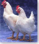 Lokaal gekweekte kip een gezonde tip! En een ei hoort erbij! Colofon: Samenstelling: mw. A.