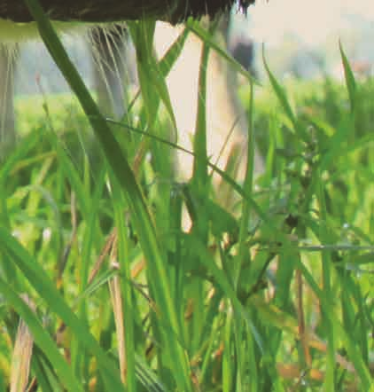 De basisprincipes van het kringloopboeren 1) Gezonde bodem en water: zo weinig mogelijk kunstmest, verbeteren van de bodemvruchtbaarheid, minder ploegen, verbeteren ontwatering en optimale organische