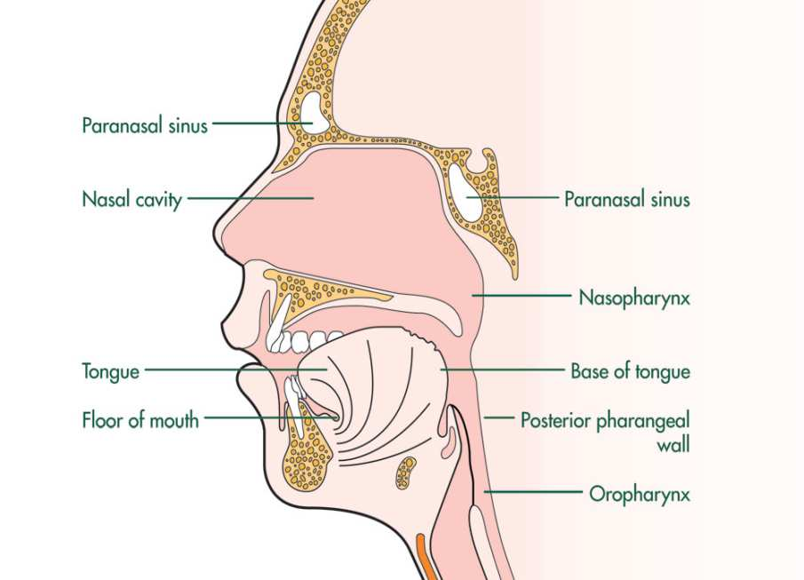 Mucosale weefsels met IgA vorming na orale immunizatie Eyes Ears Nose Mouth Throat Breast (milk) Upper GI tract Holmgren and Czerkinsky C. Nat Med. 2005;11:S45-53.