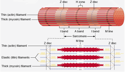 Werking van de spier Sacromeer = basis functionele eenheid Contractie: Actine en myosine