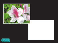 Opnemen van foto s in een layout met meerdere beelden (layout foto s) U kunt een meervoudig fotobeeld creëren door foto s op te nemen die gearrangeerd zijn in een vooringesteld patroon.
