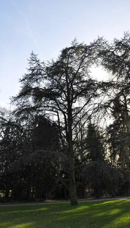 Opdracht 3 Silhouetten puzzel Als je tussen de bomen door wandelt kijk je natuurlijk vooral naar de prachtige kruinen, maar richt je blik ook eens naar beneden.