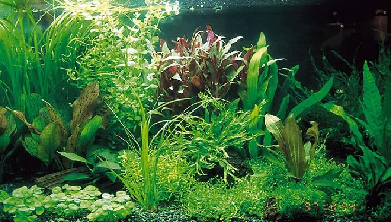 WATERVERVERSING: EEN NOODZAAK!!! Geen enkel filter is echt in staat om alle afvalstoffen voor de 100% uit ons Aquarium te verwijderen. Noch op mechanische wijze, noch met een biologisch filter.