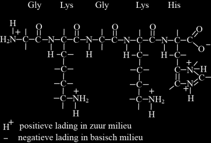 Hoofdstuk 11 Biomoleculen bladzijde 6 Olijfolie is opgelost in de hexaan. De olie is apolair, net als hexaan. De aminozuren en de sucrose zijn opgelost in het water.