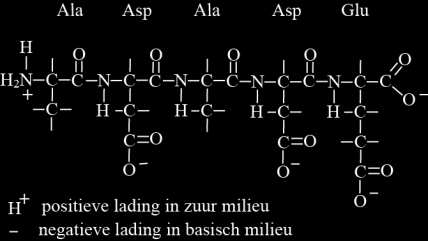 Hoofdstuk 11 Biomoleculen bladzijde 7 In basisch milieu zijn er veel OH - ionen. De zuurgroep COOH geeft dan zijn H + weg. Opgave 24 Gegeven het volgende pentapeptide: Ala-Asp-Ala-Asp-Glu.