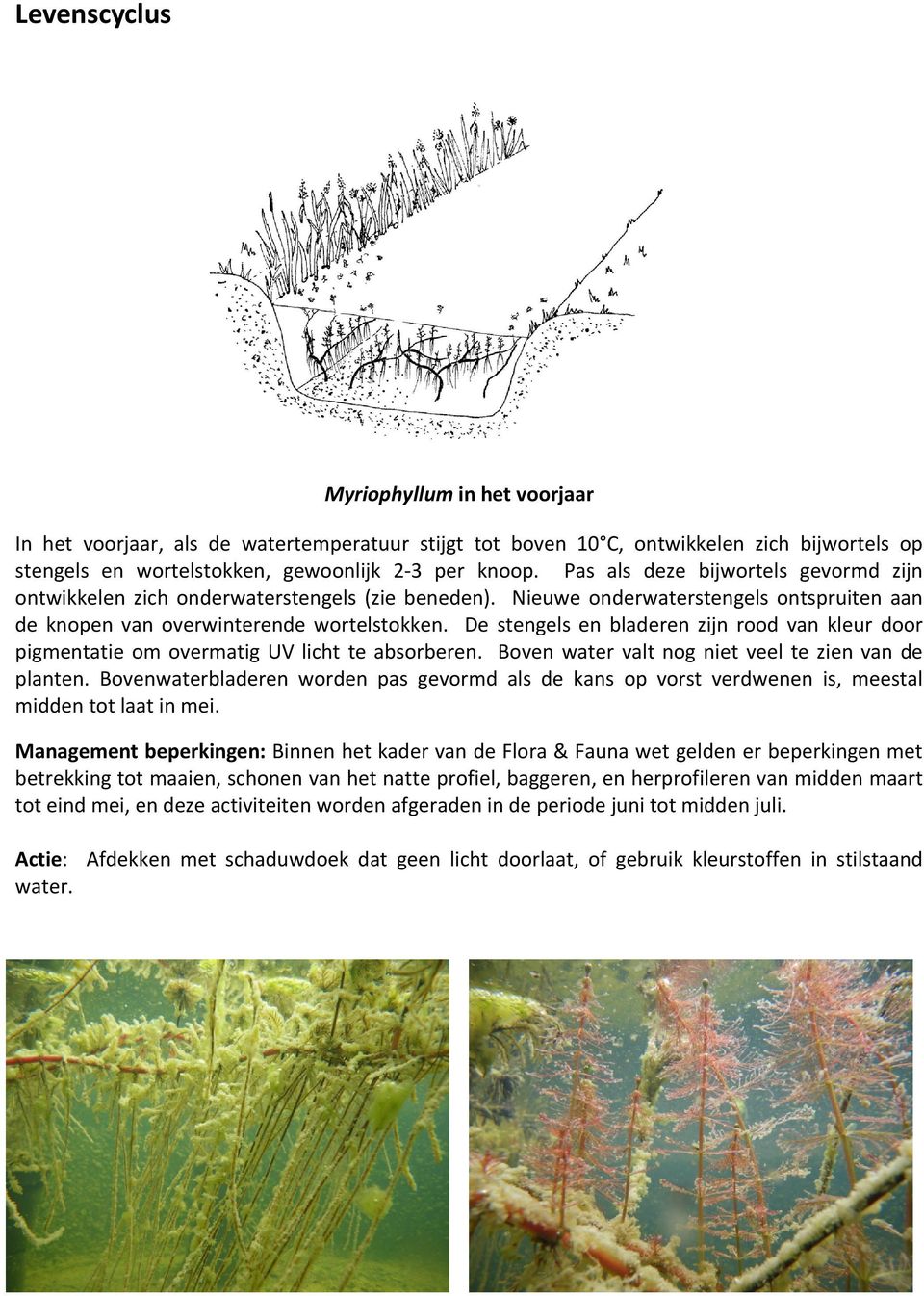 De stengels en bladeren zijn rood van kleur door pigmentatie om overmatig UV licht te absorberen. Boven water valt nog niet veel te zien van de planten.