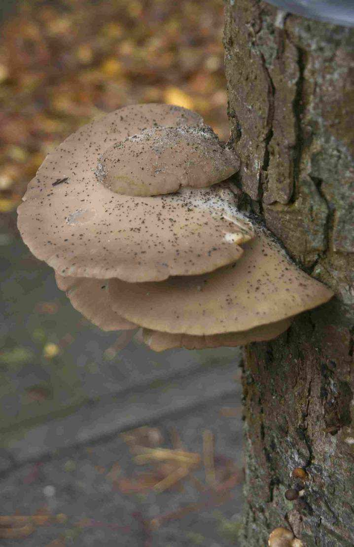 Behandeling met remstoffen Behandeling met remstoffen Zieke, volwassen bomen zijn in de periode 2005 2008 behandeld met verschillende remstoffen.