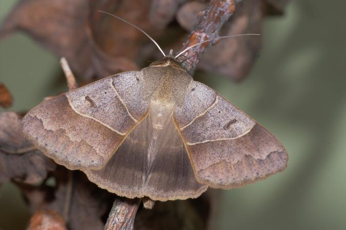 927 vlindersoorten van Texel bekend, 317 soorten waargenomen (bron: Vlinderdatabestand NOCTUA, januari