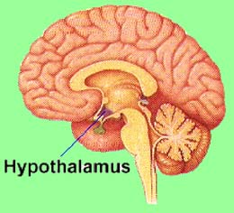 Endocrien systeem Dit stelsel bestaat uit een groot aantal klieren: Hypothalmus Hypofyse Epifyse Schildklier Bijschildklieren (4) Thymusklier Nieren (2) Bijnieren (2) Alvleesklier Gonaden: