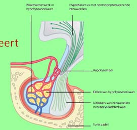 Hypofyse Bestaat uit: Voorkwab of adenohypofyse Achterkwab of neurohypofyse verbonden met de hypothalamus De hypofyse is ongeveer 1 cm in doorsnede en weegt ca.