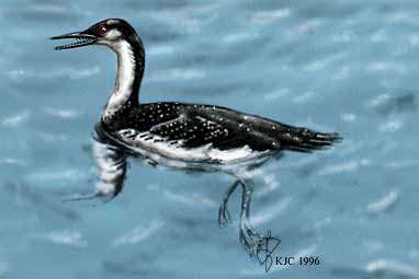 Hesperornithiformes Hesperornithes: niet vliegende watervogels,