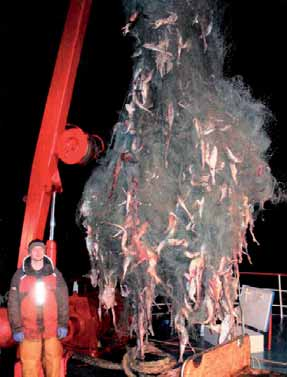 Drijfnetvisserij: een milieuvriendelijke visserijmethode? Een verloren kieuwnet opgevist door een Schotse trawler ten westen van de Hebriden op 600m diepte (Hareide et al.