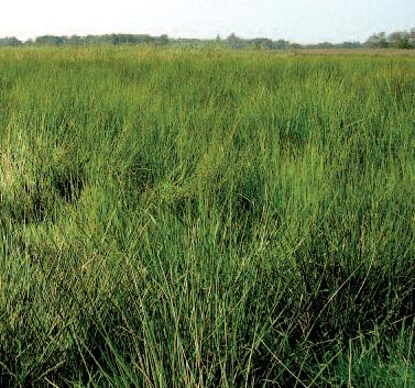 Ontwikkeling van soortenrijk rietmoeras/grote zeggenvegetatie/grasland Verpitrussing: ontwikkeling van natte natuur op voormalige landbouwbodems gevaar voor homogene vegetaties met veel