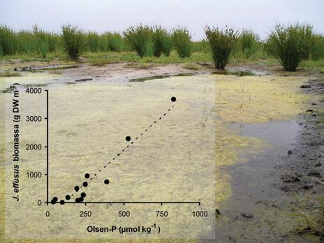 Fosfor en vernatting Relation between bioavailable P concentrations and growth of soft rush (Juncus effusu) on former farmland were the topsoil is being removed.