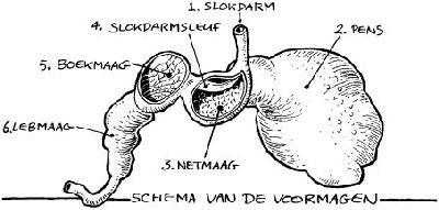 Hoofdstuk 4 Spijsvertering van het rund Als jij je niet lekker voelt, eet je anders en minder. Dat is bij dieren precies hetzelfde. Alleen, een dier kan je niet vertellen wat hem of haar mankeert.