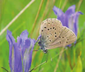 Foto Chris van Swaaij. Het gentiaanblauwtje wordt vaak als heidesoort gezien, terwijl deze vroeger veel meer voorkwam in licht gebufferde blauwgraslanden en met leem aangerijkte heide.
