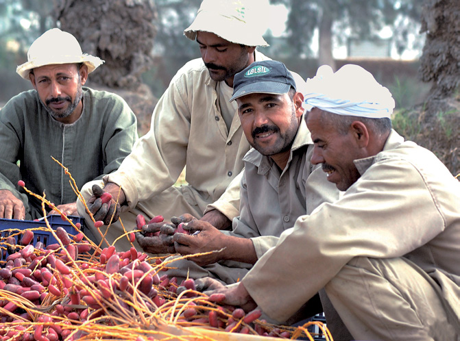 Medewerkers van SEKEM in Egypte oogsten dadels. SEKEM is een sociale landbouwonderneming die volgens biodynamische en fairtrade principes werkt.
