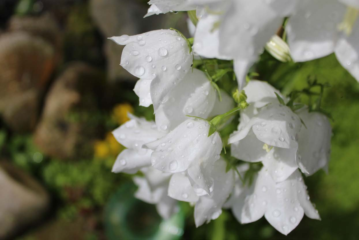 Regendruppels op Witte Campanula Weert juni Mei 2016 Juli 2016 W Z M D D V Z 3 4 5 6 7 3 4 8 9 10 11 12 13 14 15 16 17 18 19 20 21 22 23 24 25 26 27 28 29 30 31 31 Internationale Dag van het Kind 5 6