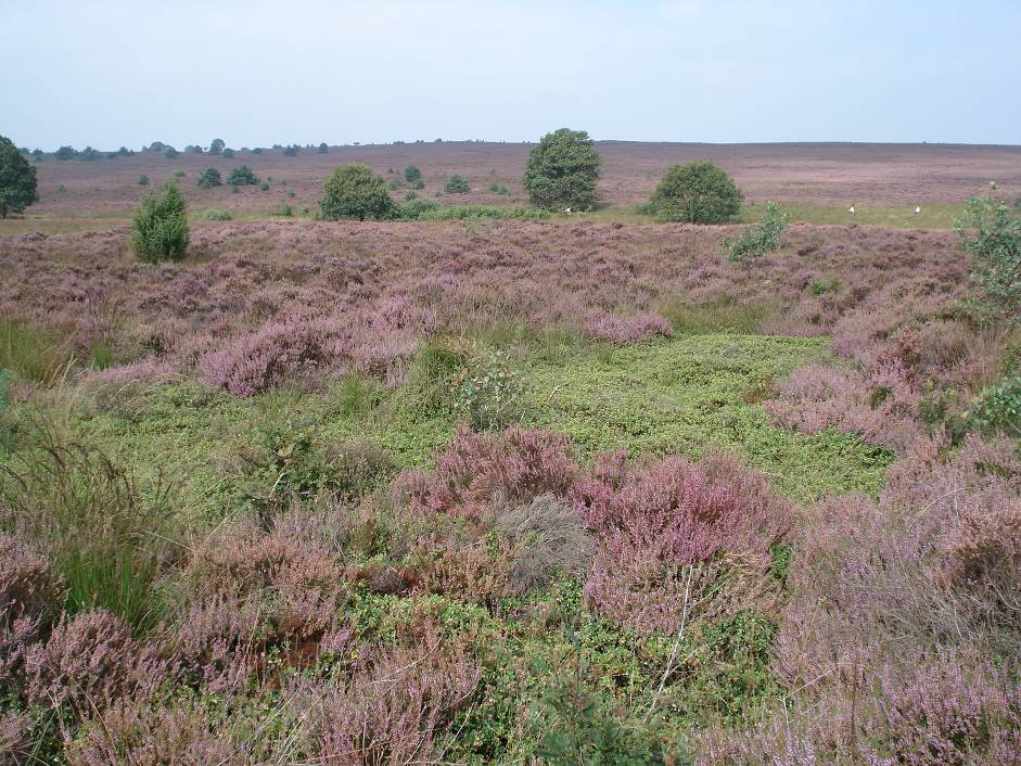 Plan van Aanpak Behoud en Versterken Draagvlak Nationaal Park De Sallandse Heuvelrug Auteurs Contact Nico Driessen Thea