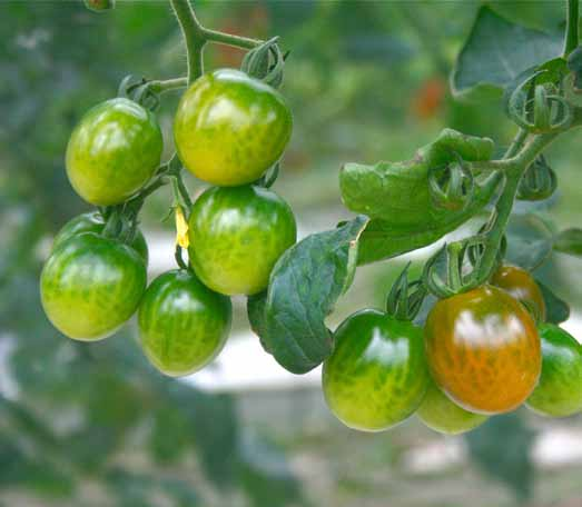 Tips van Tamar Wat denk je dat Italianen doen met de groene tomaten?