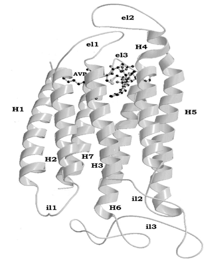 Osmoloriteit Volumestatus Angiotensine II Hypothalamus Hypofyse Vasopressine Nieren Vasculair Cardiaal 1-7 pmol/l 10-200 pmol/l V 2 receptoren Oxytocinereceptoren V 1 receptoren V 1 - en