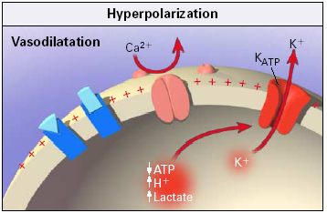 Tijdens sepsis: K + kanalen geopend Hyperpolarisatie Ca 2+ kanaal dicht