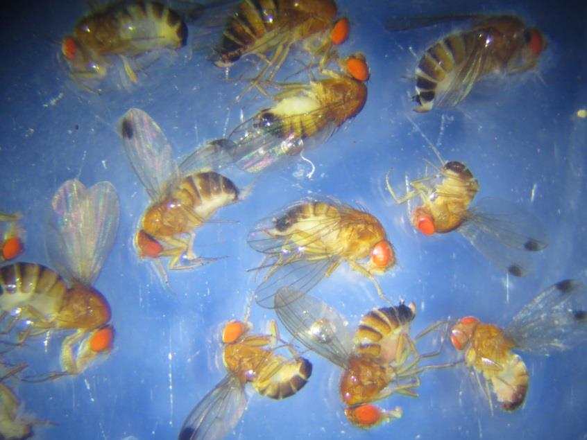 Drosophila suzukii Probleem neemt toe, kennis
