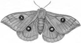 4.18 Overige soorten Naast de 17 op de vlinderkaart aangegeven soorten zijn er nog verschillende andere dagen nachtvlindersoorten doorgegeven.