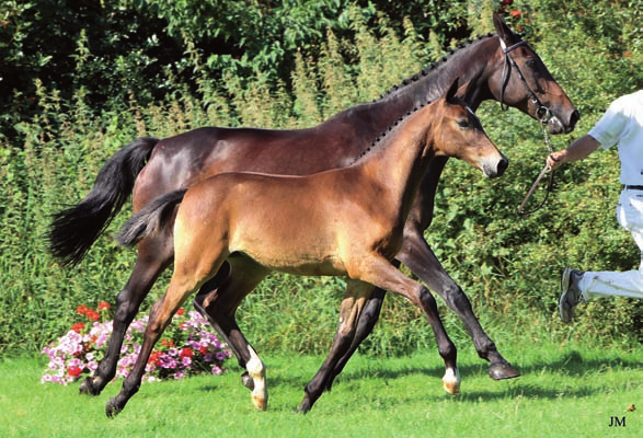 Editha Dymara (Cardento x Kemara keur v.daimler) van fokker H. Dijkstra uit Broeksterwoude was één van de 60 veulens die zich hadden gekwalificeerd voor de Nationale Veulenkeuring 2009.