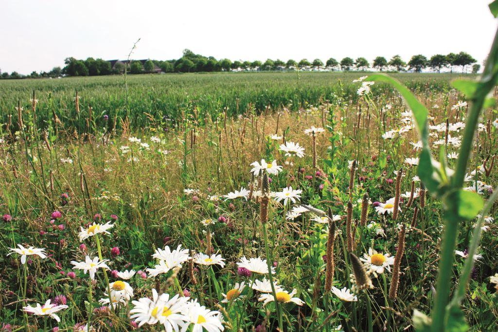 Landschappelijke diversiteit: akkerranden Eenjarige graan-kruidenrand Veel bloei voor bloembezoekende insecten De