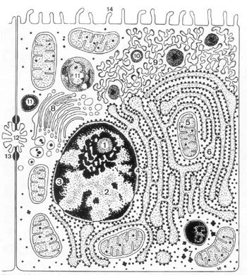 2p 21. Hieronder is een schematische tekening (afb. 6) van een levercel afgebeeld. Welke van deze celorganellen maakt eiwitten?