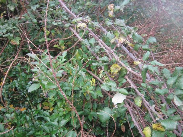 Het struweel is alleen aanwezig langs de randen van het plangebied. Aan de noordzijde van het plangebied bestaat het struweel uit liguster welke grotendeels (tot ca.