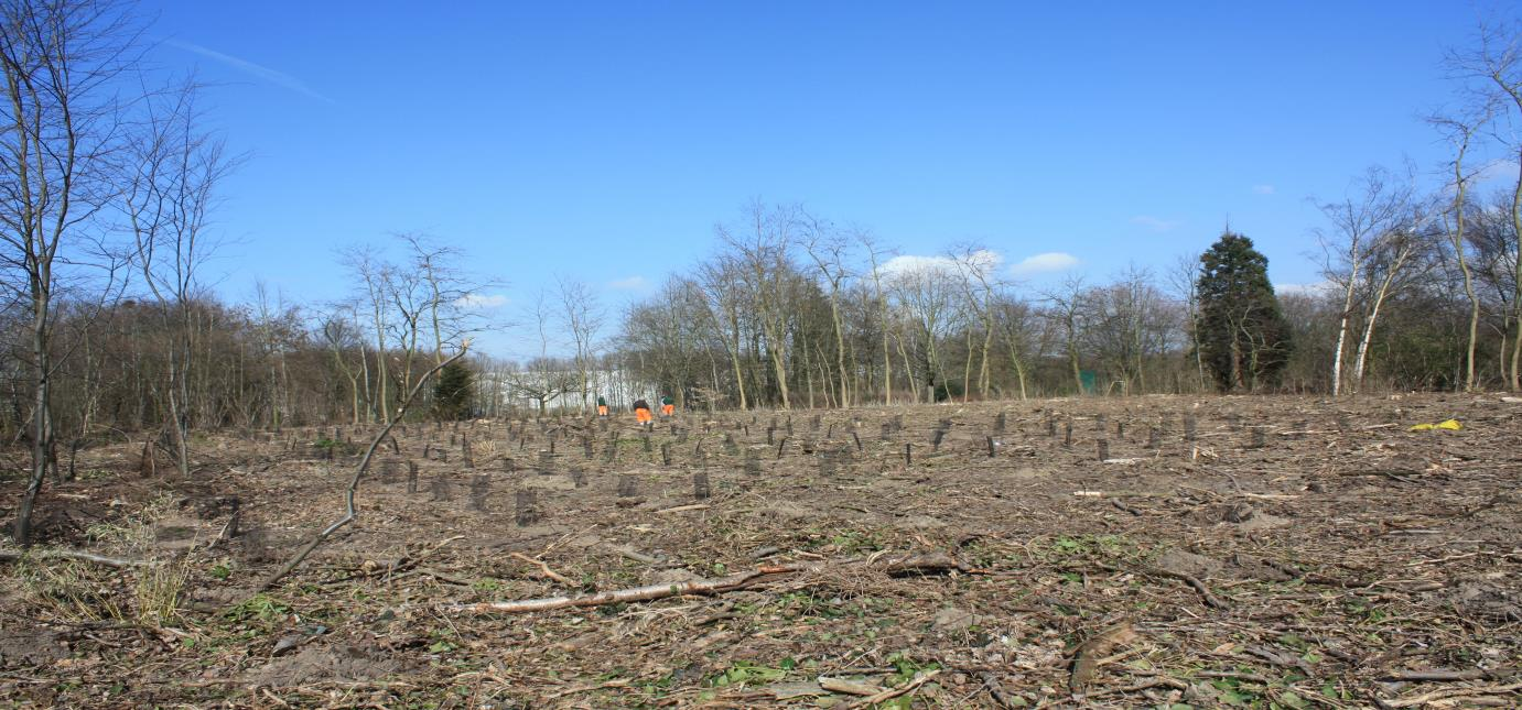 Pagina 2 Het plantseizoen loopt ten einde Elk winterseizoen wordt er in onze bossen gewerkt aan bosverjonging.