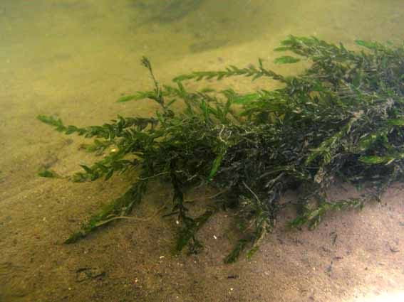 3.6.7 Fontinalis antipyretica Fontinalis antipyretica is een aquatisch mos dat voorkomt in stilstaande, maar ook in stromende wateren. Deze soort reageert ongevoelig op het kalkgehalte en de trofie.