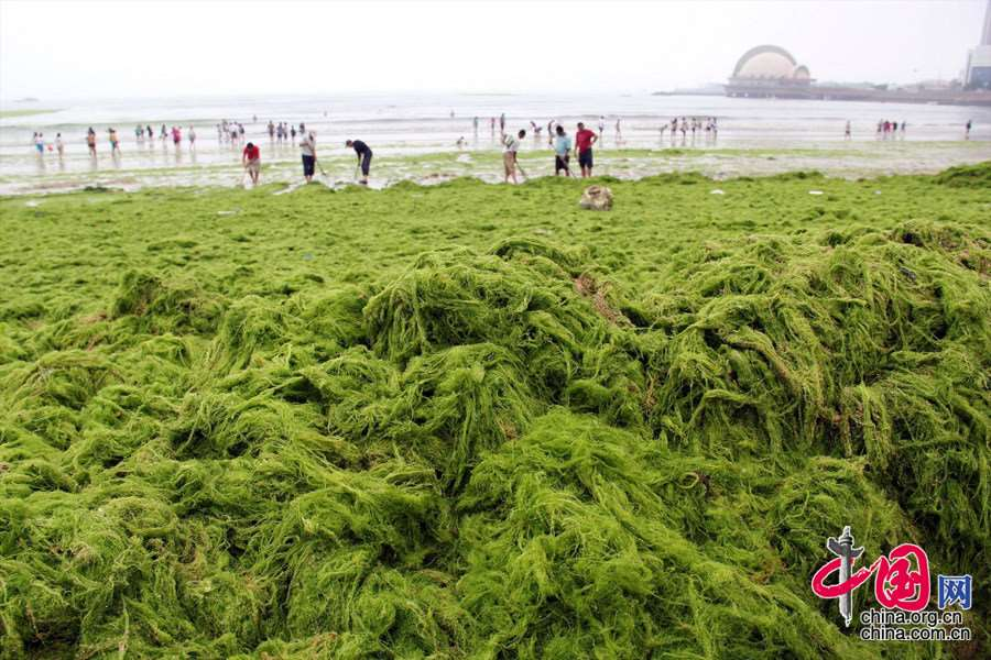 Eutrophication: most widespread of coastal insults