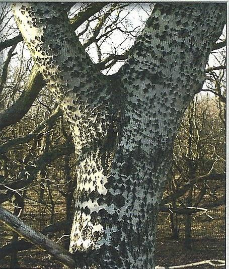 Witte abeel Populus alba Stam: Bochtige stam met grijze schors met zwarte