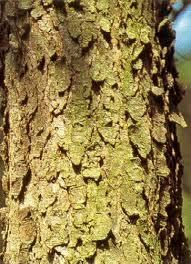 Gewone vogelkers Prunus padus Veelstammige opgaande struik, twijgen roodbruin.